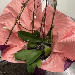 鉢植え