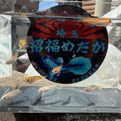 めだか　デーンモルフォ2ペア+1
の画像