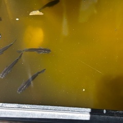 メダカ10匹の画像