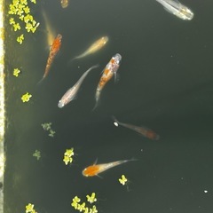 メダカ10匹