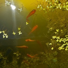 メダカ10匹の画像