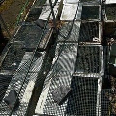 メダカ10匹の画像