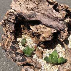 多肉植物　寄せ植え　
流木　枯木の画像