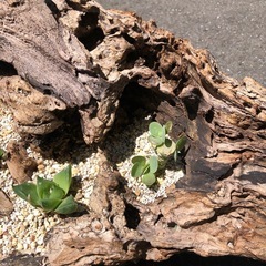 多肉植物　寄せ植え　
流木　枯木の画像