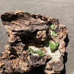 多肉植物　寄せ植え　
流木　枯木の画像