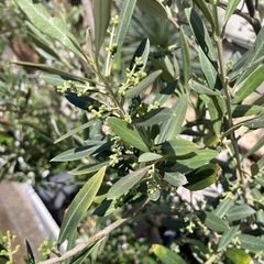オリーブの花粉 3種