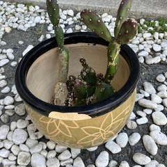 うちわサボテンの画像