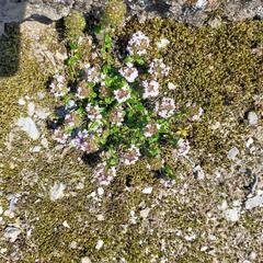 クリーピングタイム苗3個