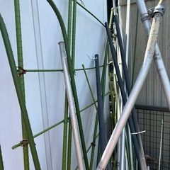 決まりました！家庭菜園用のポールの画像