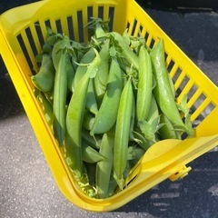 有機栽培！無農薬野菜！の画像