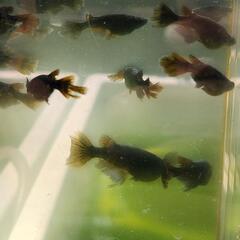 阿形(アギョウ)　１匹２００円　めだか　メダカの画像