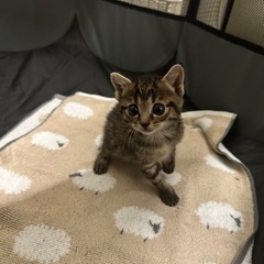 生後1ヶ月　姉妹で一緒のお家を探しています - 猫
