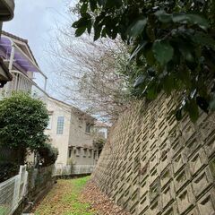 №G568【京都府八幡市橋本東】竹林化している保安林1筆あげます！ - 不動産