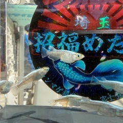 めだか　そうめん1ペア　の画像