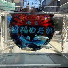 めだか　そうめん1ペア　の画像
