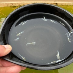 エメキン　めだか