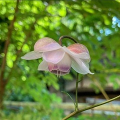 蓮華升麻