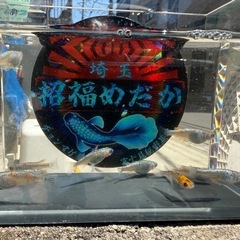 めだか　アークトゥルス1ペア＋1匹　種親クラスの画像