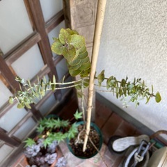 樹高115cm/ユーカリ【ベイビーブルー】の画像