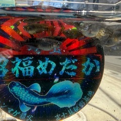 めだか　ゾンビ1ペア＋1匹　種親クラスの画像