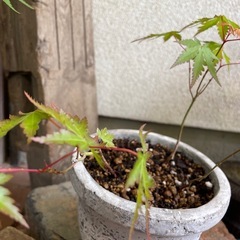 実生の紅葉3株寄せ植え/古いテラコッタ鉢の画像