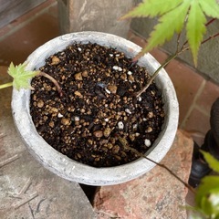実生の紅葉3株寄せ植え/古いテラコッタ鉢の画像