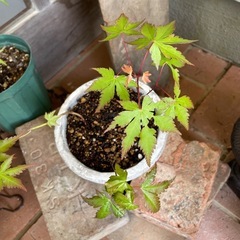 実生の紅葉3株寄せ植え/古いテラコッタ鉢の画像