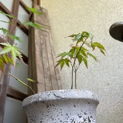 実生の紅葉3株寄せ植え/古いテラコッタ鉢の画像