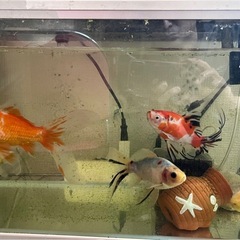商談中　金魚　6匹セット