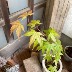 実生の紅葉/古いテラコッタ鉢の画像
