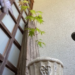 実生の紅葉/古いテラコッタ鉢の画像