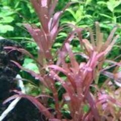 ロタラレディッシュ水中葉