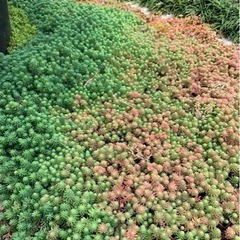 多肉植物　たっぷり袋詰め