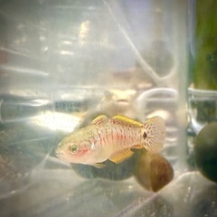 【熱帯魚】ピーコックガジョン　1匹のみ