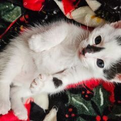 生後１ヶ月子猫3匹🐱
