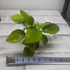 アクアリウム アヌビアスナナ ゴールデン