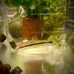 【熱帯魚】レッドライントーピードバルブ　1匹のみ