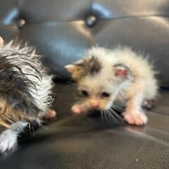 生まれたての『ラムレーズン』ちゃん