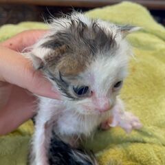 生まれたての『ラムレーズン』ちゃん - 猫