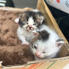 生まれたての『ラムレーズン』ちゃん − 福岡県