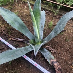 アガベ　リュウゼツラン　アメリカーナ　竜舌蘭   大株　ドライガーデン　観葉植物の画像