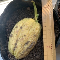 ハヤトウリ苗