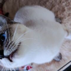 【募集停止】シャム柄の可愛い女の子の家族募集 - 猫