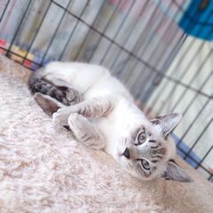 【募集停止】シャム柄の可愛い女の子の家族募集 − 長野県