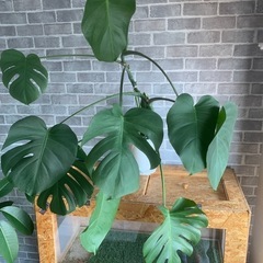 値下げ❗️観葉植物　モンステラ　アダンソニー　サンソベリアの画像