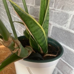 値下げ❗️観葉植物　モンステラ　アダンソニー　サンソベリアの画像
