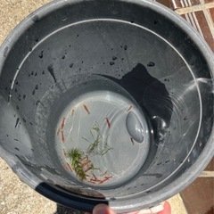 赤いミナミヌマエビの画像