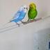 ランキングキーワードに紐づく投稿画像-インコ