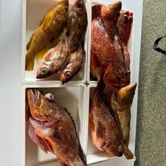 魚捌きの練習用に！釣った魚