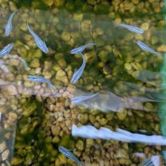 青メダカ１5匹の画像